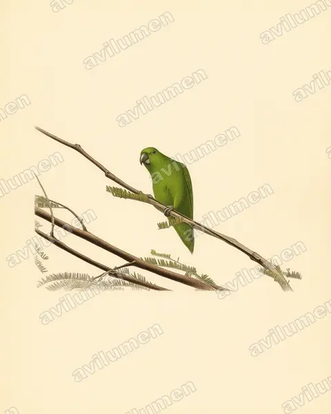 Vintage plate illustration: Forpus cyanopygius (Mexican Parrotlet)