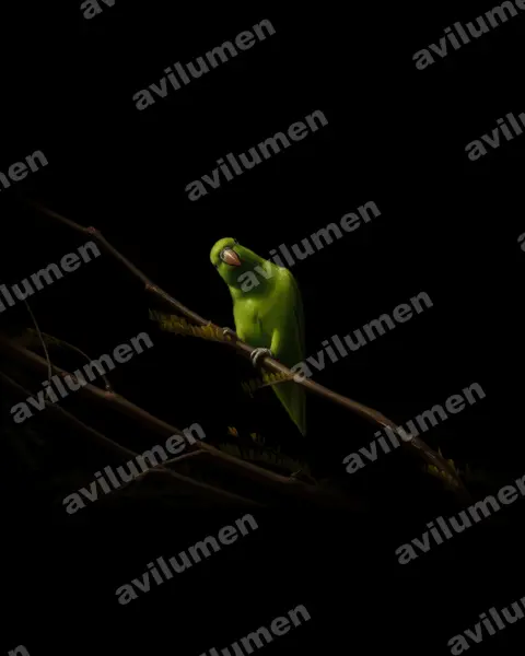 Oil illustration: Forpus cyanopygius (Mexican Parrotlet)