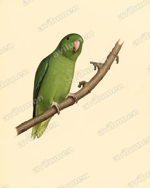 Vintage plate illustration: Forpus passerinus (Green-rumped Parrotlet)