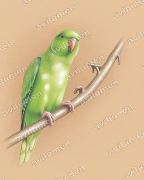 Colored pencil illustration: Forpus passerinus (Green-rumped Parrotlet)