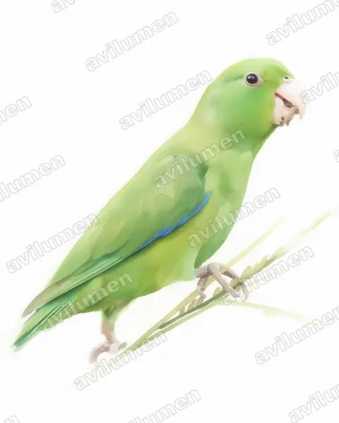 Illustration im Stil Aquarell: Blauflügel-Sperlingspapagei (Forpus xanthopterygius)