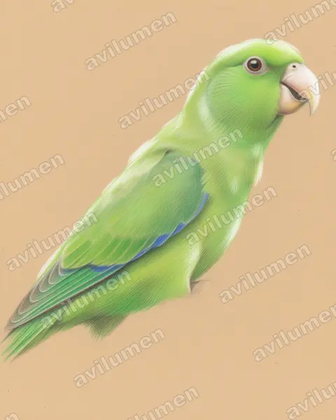 Illustration im Stil Buntstift: Blauflügel-Sperlingspapagei (Forpus xanthopterygius)