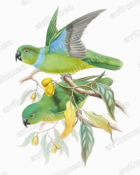 蓝领鹦鹉（Geoffroyus simplex）的水彩插画