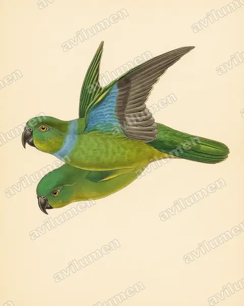 蓝领鹦鹉（Geoffroyus simplex）的古典图版插画
