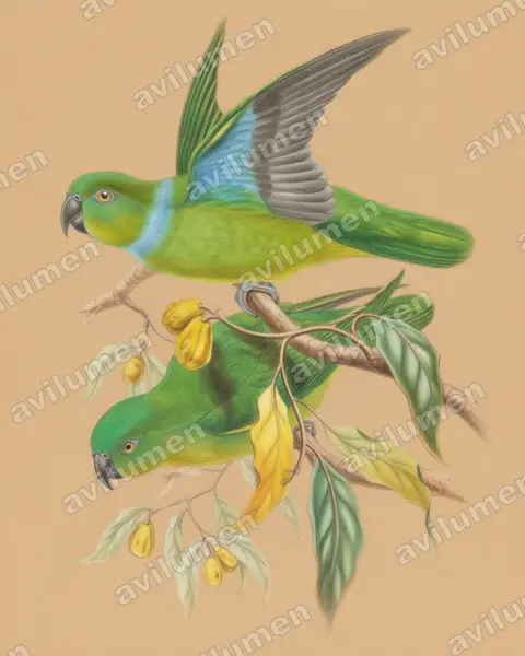 蓝领鹦鹉（Geoffroyus simplex）的彩色铅笔插画
