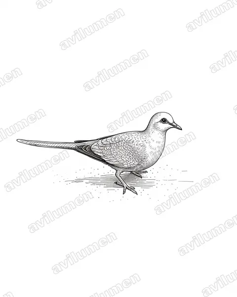 Illustration im Stil Tusche: Diamanttäubchen (Geopelia cuneata)