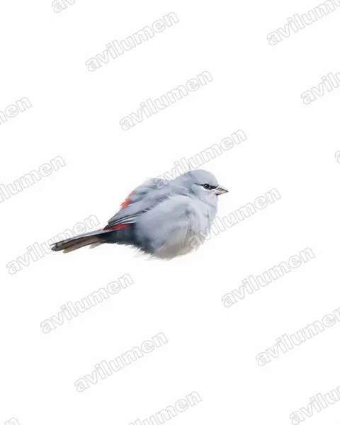 Ilustración en Acuarela: Glaucestrilda perreini (Estrilda perreini)