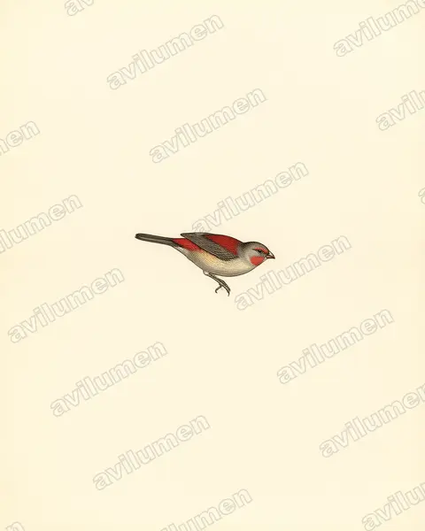 Ilustración en Lámina antigua: Glaucestrilda thomensis (Estrilda thomensis)
