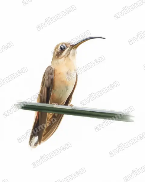Illustration im Stil Aquarell: Kupferschattenkolibri (Glaucis aeneus)
