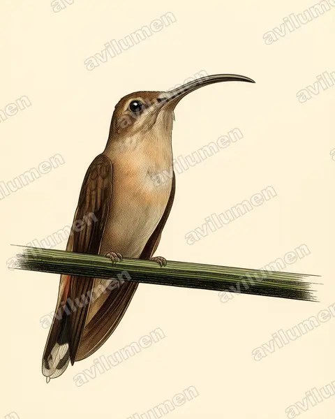 Illustration im Stil Historische Tafel: Kupferschattenkolibri (Glaucis aeneus)