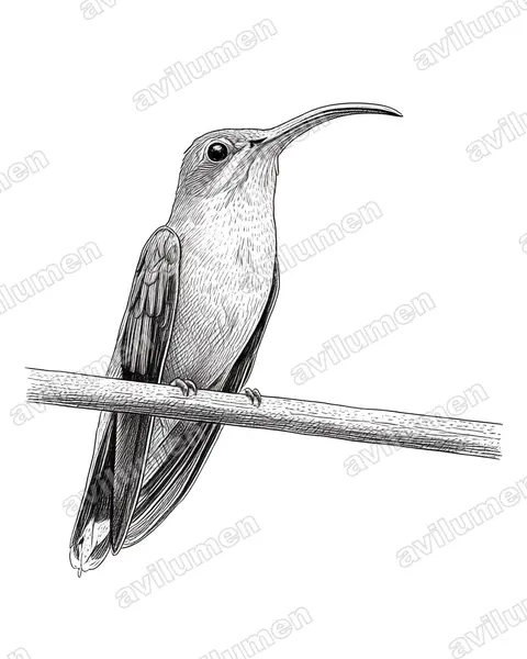 Illustration im Stil Tusche: Kupferschattenkolibri (Glaucis aeneus)