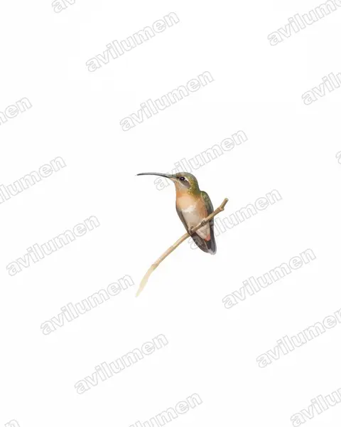 棕胸铜色蜂鸟（Glaucis hirsutus）的水彩插画