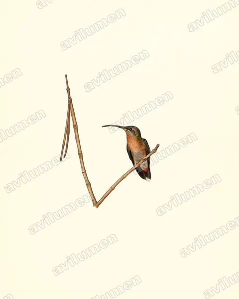 棕胸铜色蜂鸟（Glaucis hirsutus）的古典图版插画