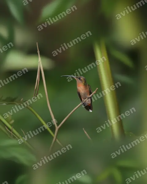 棕胸铜色蜂鸟（Glaucis hirsutus）的写实插画