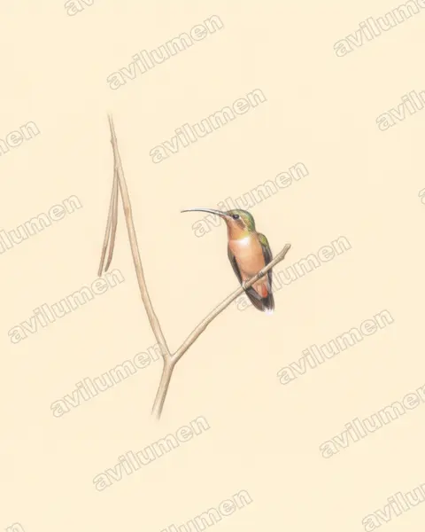 棕胸铜色蜂鸟（Glaucis hirsutus）的彩色铅笔插画