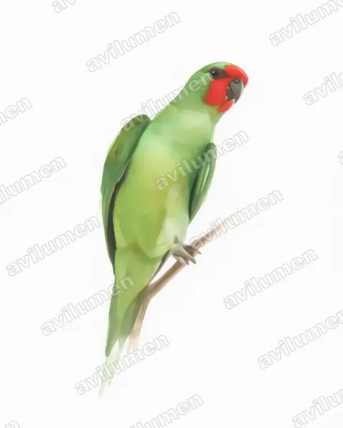 Ilustración en Acuarela: Glossopsitta pusilla (Parvipsitta pusilla)