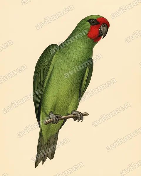 Ilustración en Lámina antigua: Glossopsitta pusilla (Parvipsitta pusilla)