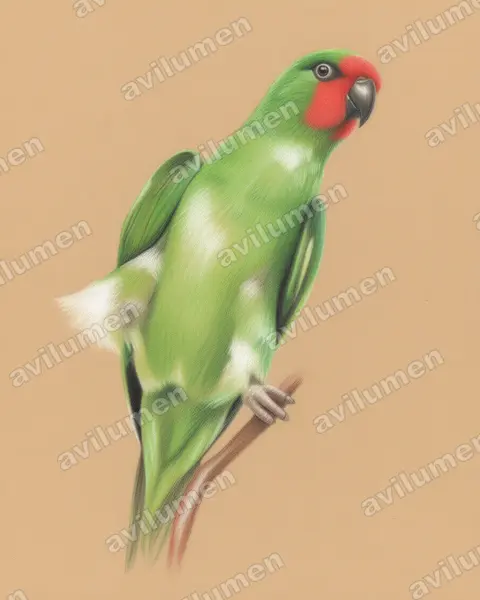 Ilustración en Lápiz de color: Glossopsitta pusilla (Parvipsitta pusilla)