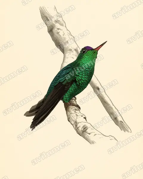 Illustration im Stil Historische Tafel: Violettkappenkolibri (Goldmania violiceps)