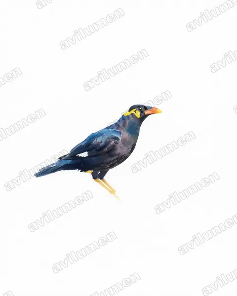 Watercolor illustration: Gracula religiosa (Common Hill Myna)