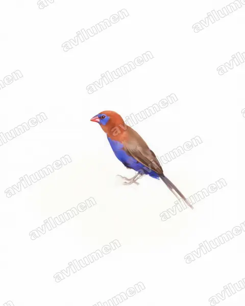 Ilustración en Acuarela: Granatina granatina (Uraeginthus granatinus)