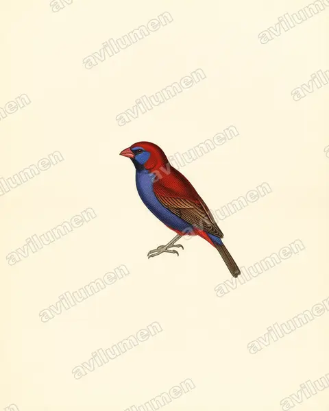 Illustration Planche ancienne : Granatina ianthinogaster (Cordonbleu violacé)