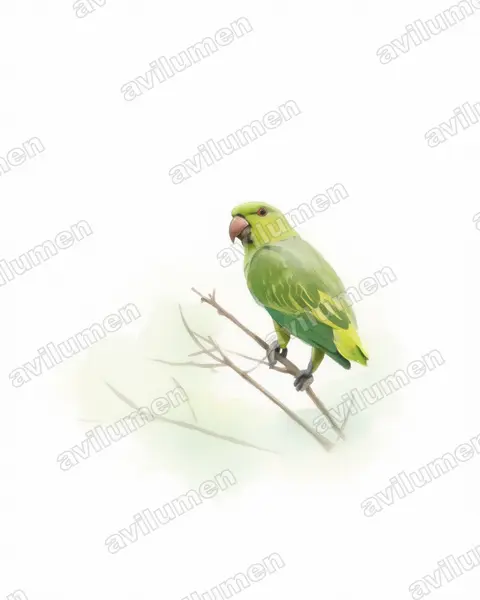 短尾鸚哥（Graydidascalus brachyurus）的水彩插画