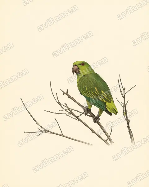 短尾鸚哥（Graydidascalus brachyurus）的古典图版插画
