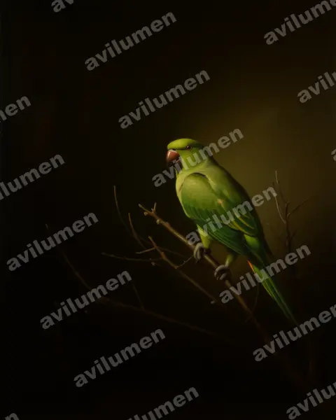 短尾鸚哥（Graydidascalus brachyurus）的油画插画