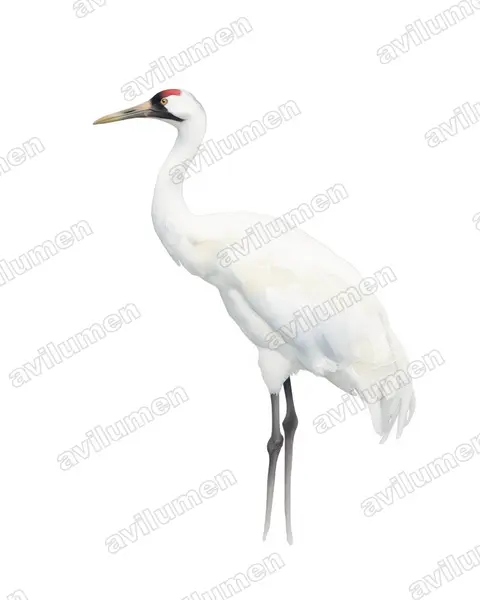 Illustration im Stil Aquarell: Schreikranich (Grus americana)