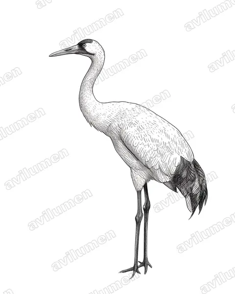 Illustration im Stil Tusche: Schreikranich (Grus americana)