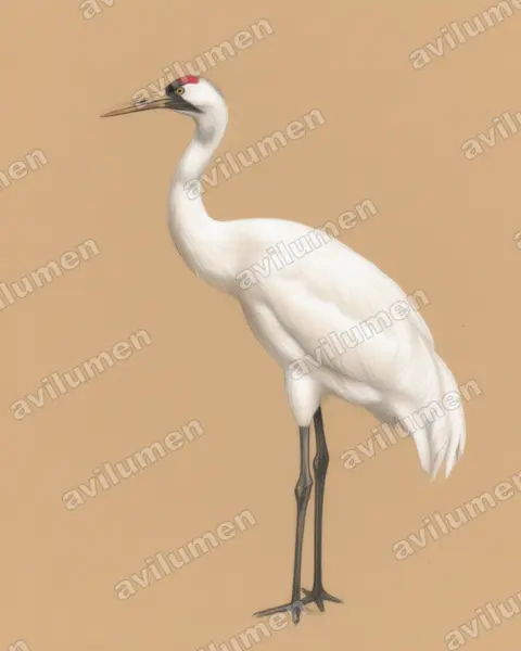 Illustration im Stil Buntstift: Schreikranich (Grus americana)