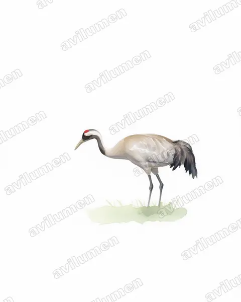 Illustration im Stil Aquarell: Kranich (Grus grus)
