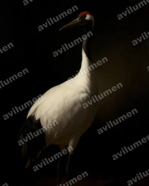Illustration im Stil Öl: Mandschurenkranich (Grus japonensis)