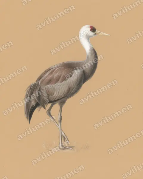 Illustration im Stil Buntstift: Mönchskranich (Grus monacha)