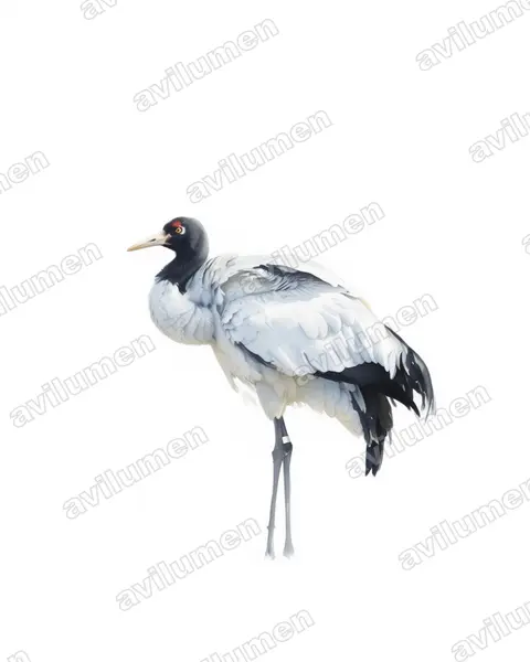 黑颈鹤（Grus nigricollis）的水彩插画