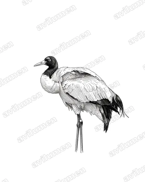 黑颈鹤（Grus nigricollis）的钢笔墨线插画