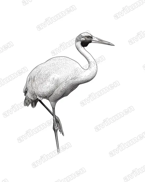 Ink illustration: Grus rubicunda (Brolga)