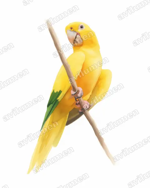 Illustration im Stil Aquarell: Goldsittich (Guaruba guarouba)