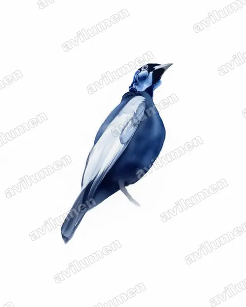 Watercolor illustration: Gymnoderus foetidus (Bare-necked Fruitcrow)