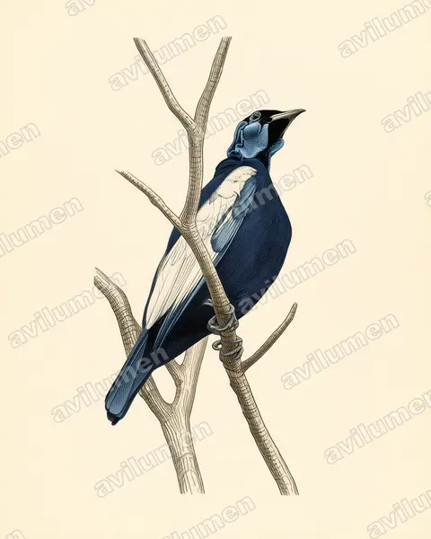 Vintage plate illustration: Gymnoderus foetidus (Bare-necked Fruitcrow)