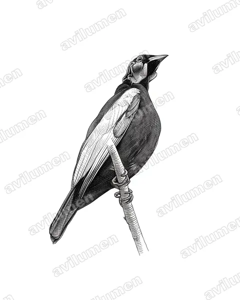 Ink illustration: Gymnoderus foetidus (Bare-necked Fruitcrow)