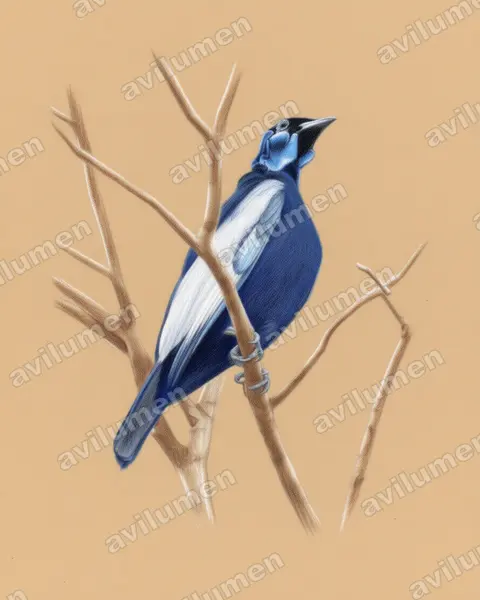 Colored pencil illustration: Gymnoderus foetidus (Bare-necked Fruitcrow)