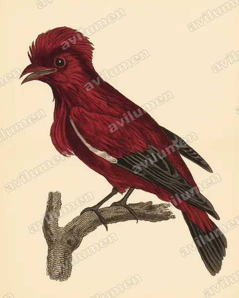 Ilustración en Lámina antigua: Haematoderus militaris (Pájaro-militar​)