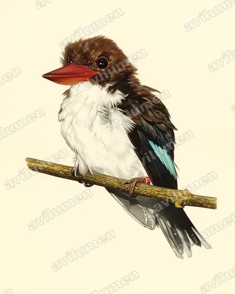 栗背翡翠（Halcyon badia）的古典图版插画