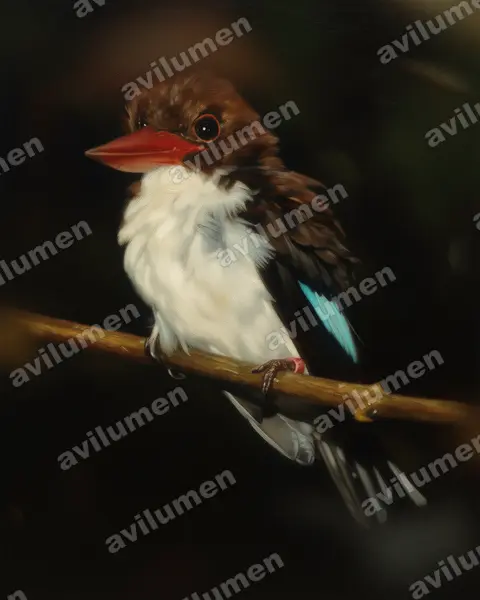 栗背翡翠（Halcyon badia）的油画插画