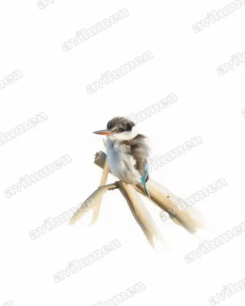 Watercolor illustration: Halcyon chelicuti (Striped Kingfisher)