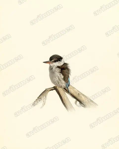 Vintage plate illustration: Halcyon chelicuti (Striped Kingfisher)