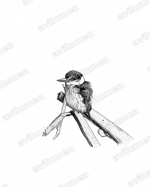 Ink illustration: Halcyon chelicuti (Striped Kingfisher)
