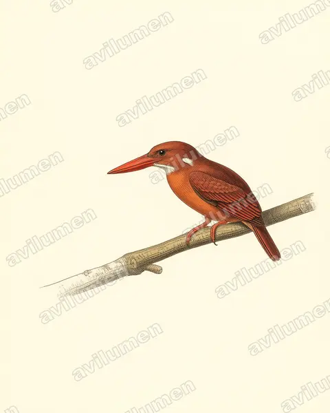 Illustration Planche ancienne : Halcyon coromanda (Martin-chasseur violet)